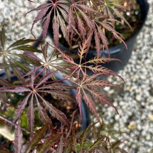 Acer palmatum var. dissectum 'Crimson Queen'