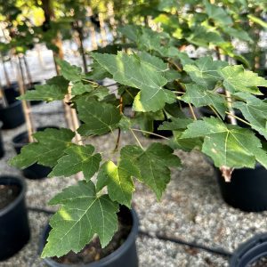 Acer rubrum 'Franksred'