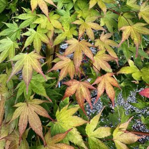 Acer palmatum 'Sango Kaku'