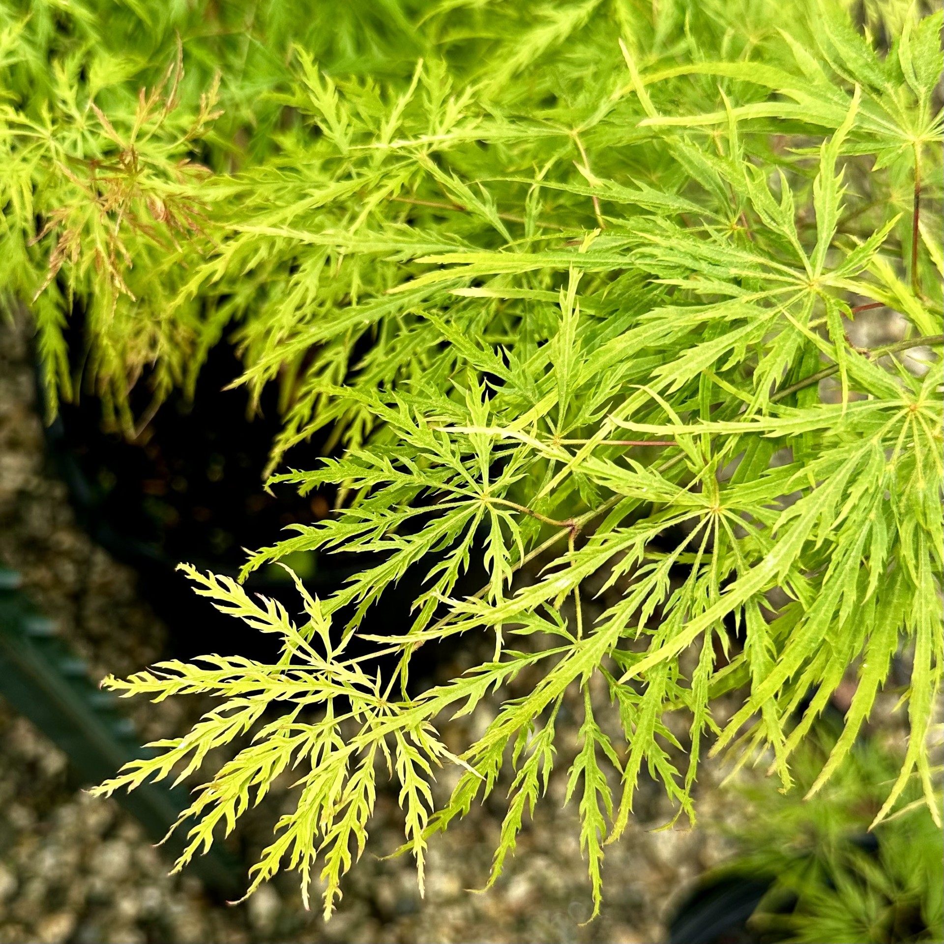 Acer palmatum dissectum 'Waterfall'