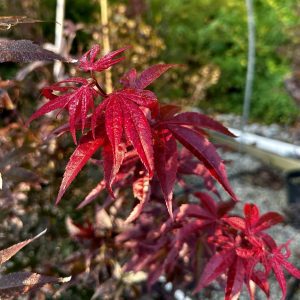 Acer palmatum 'Bloodgood'