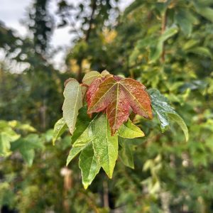 Acer buergeranum