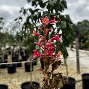 Aesculus x carnea 'Fort McNair'