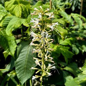 Aesculus parviflora