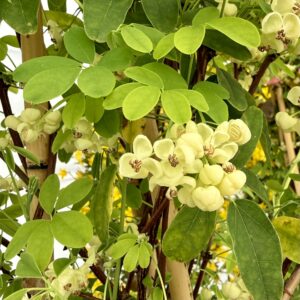 Akebia quinata 'Shirobana'