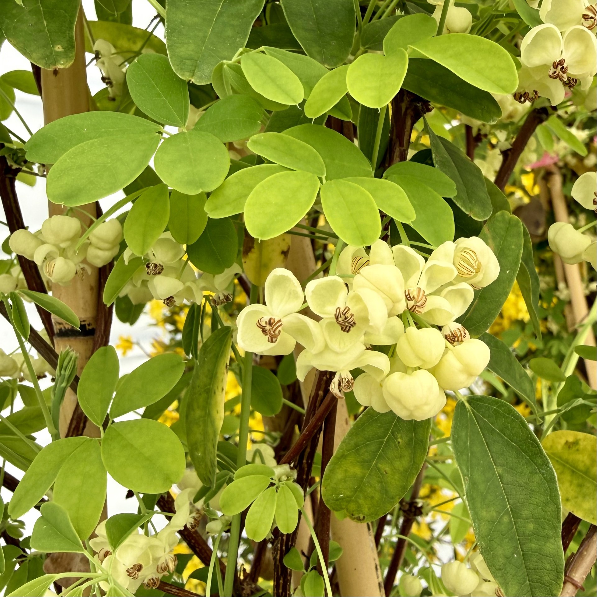 Akebia quinata 'Shirobana'