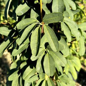 Akebia quinata 'Shirobana'