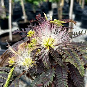 Albizia julibrissin 'Summer Chocolate' PP13822