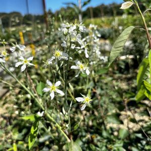 Amelanchier x grandiflora 'Autumn Brilliance'