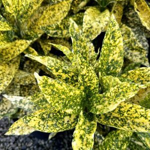 Aucuba japonica 'Marmorata'