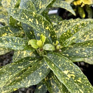 Aucuba japonica 'Mr. Goldstrike'