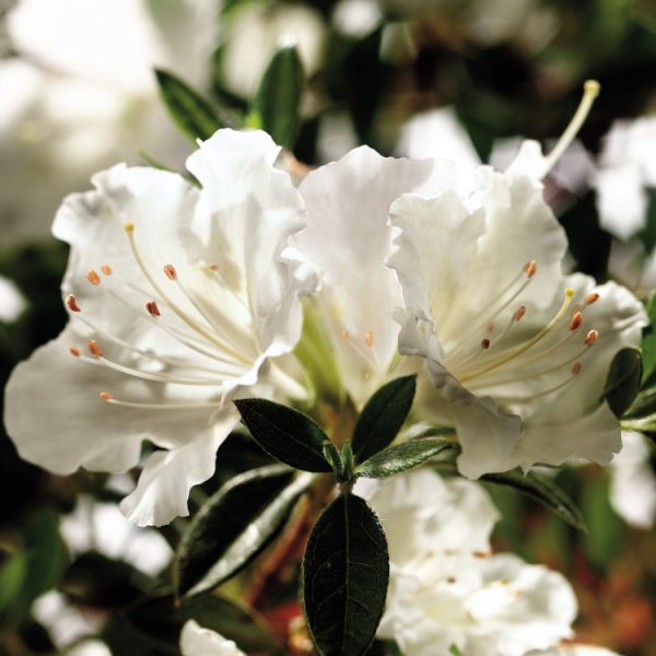 Azalea Autumn Angel