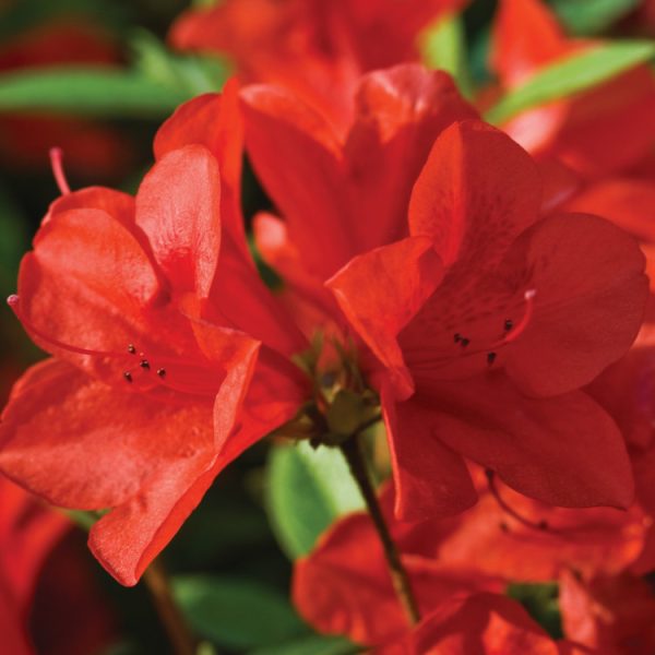 Azalea Autumn Bravo
