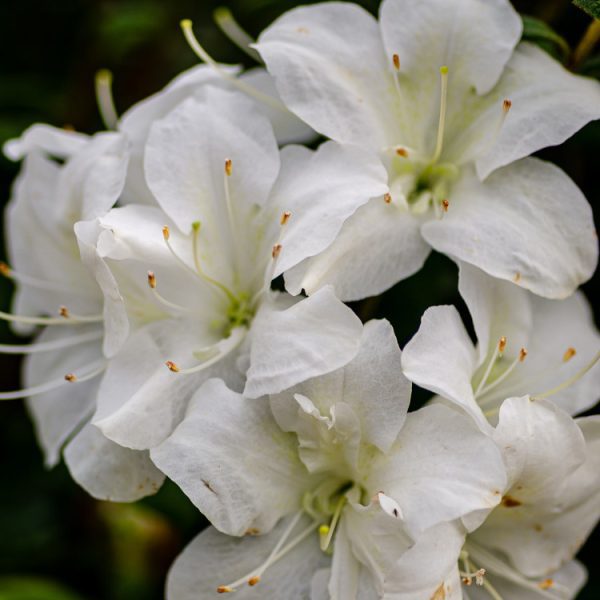 Azalea Autumn Moonlight
