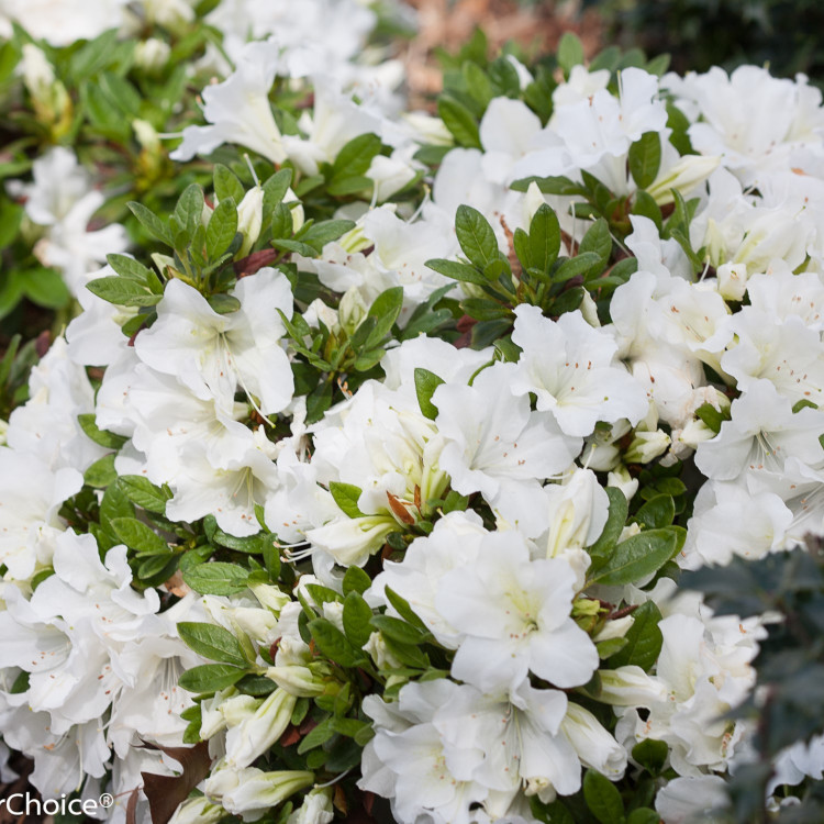 Azalea hybrida ‘RLH13P3’ Bloom-A-Thon® White PP21512 | Piedmont ...