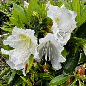 Azalea indica 'G.G.Gerbing'