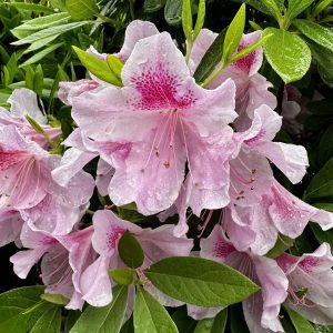Azalea indica 'George Tabor'