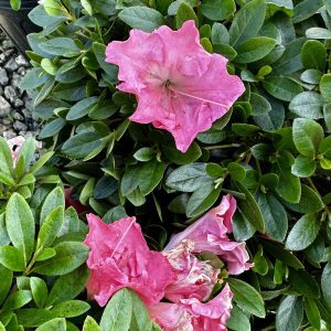 Azalea hybrida 'Gumpo Pink'