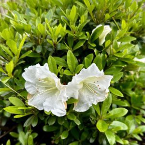 Azalea hybrida 'Gumpo White'