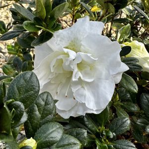 Azalea hybrida 'Hardy Gardenia'