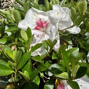 Azalea hybrida 'Joga'