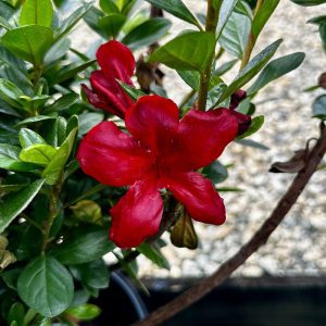 Azalea hybrida 'Midnight Flare'
