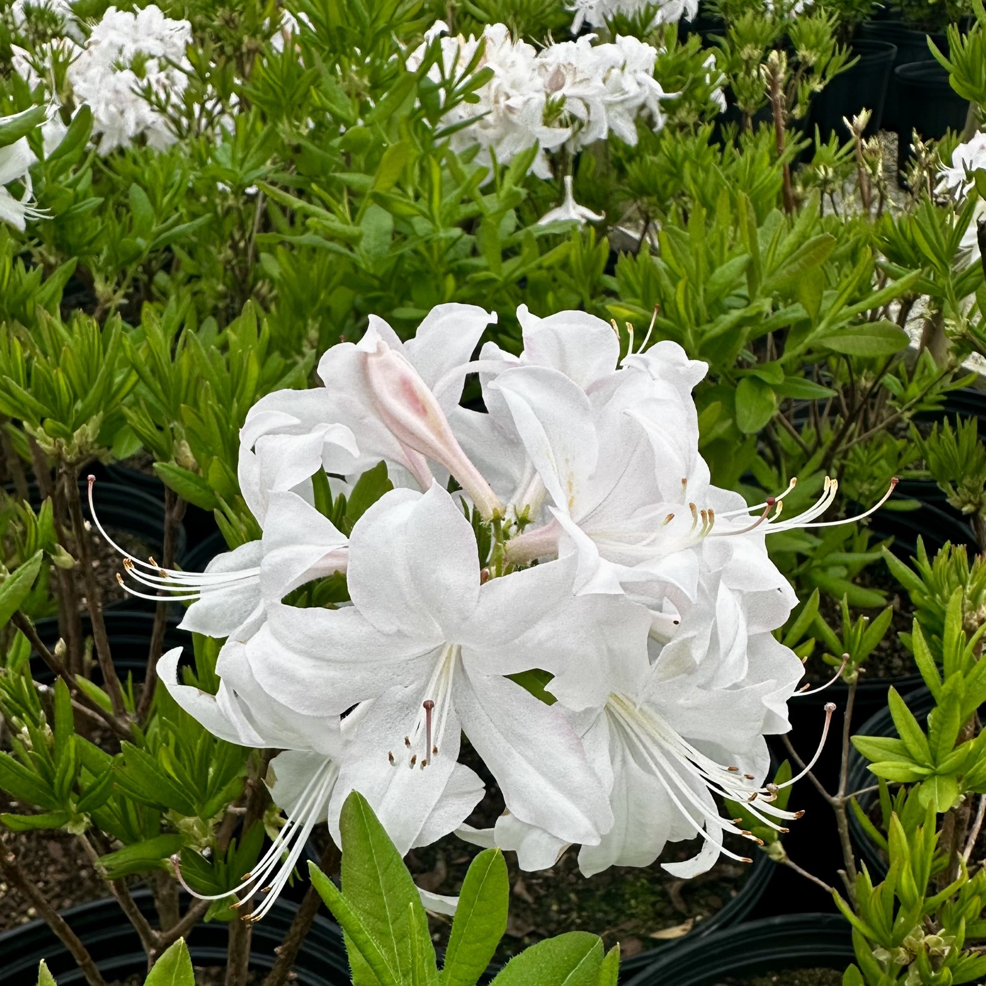 Azalea x 'White Lights'