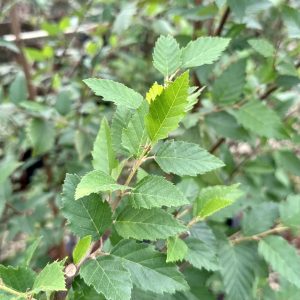 Betula nigra 'Dura-Heat'
