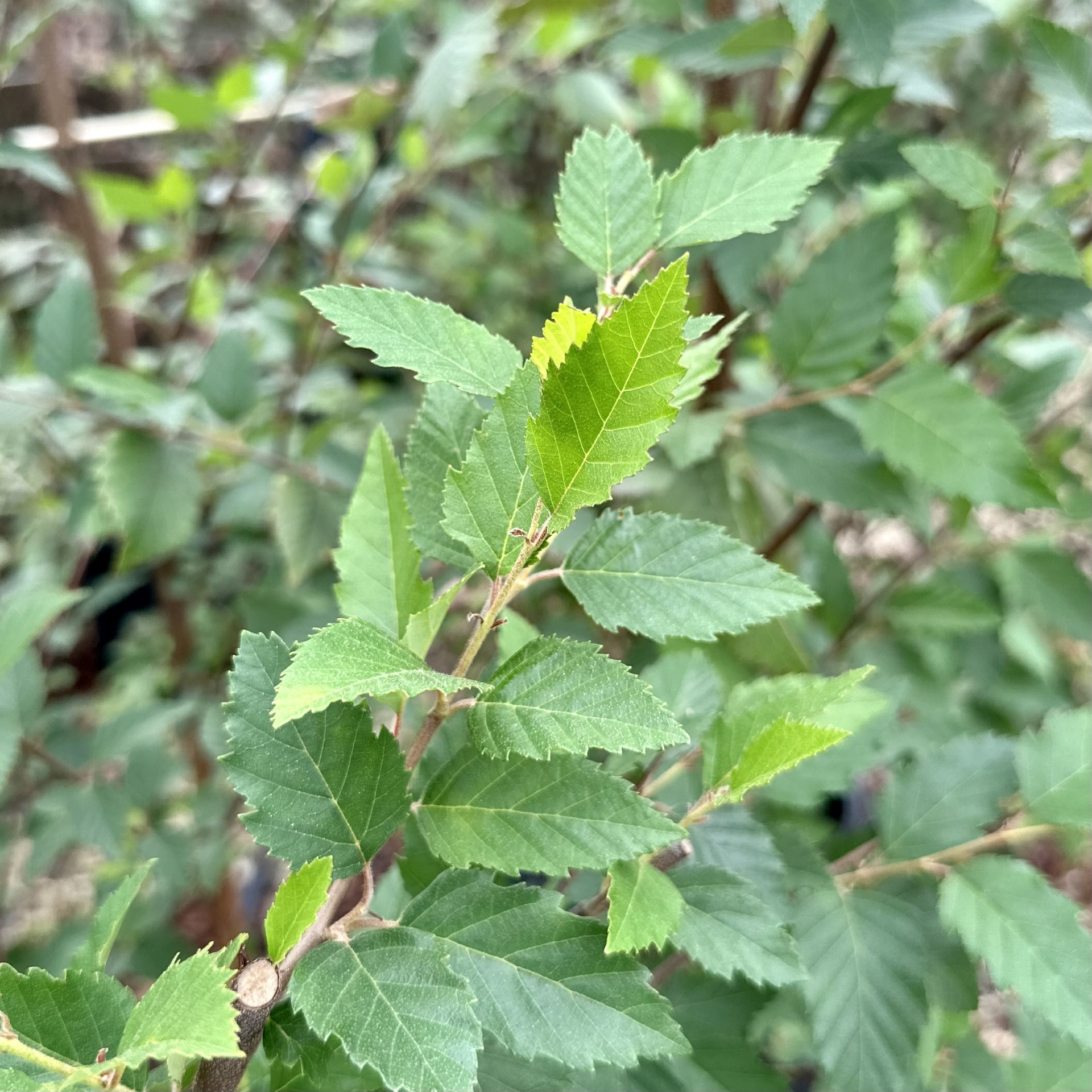 Betula nigra 'Dura-Heat'