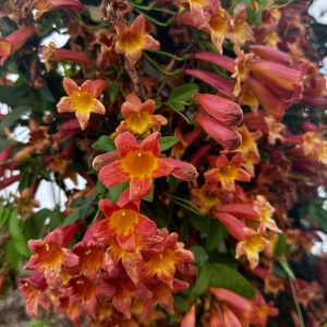Bignonia capreolata 'Tangerine Beauty'