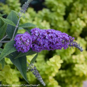 Buddleia Purple Haze
