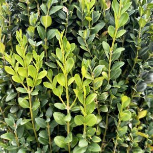 Buxus Sempervirens 'Dee Runk'