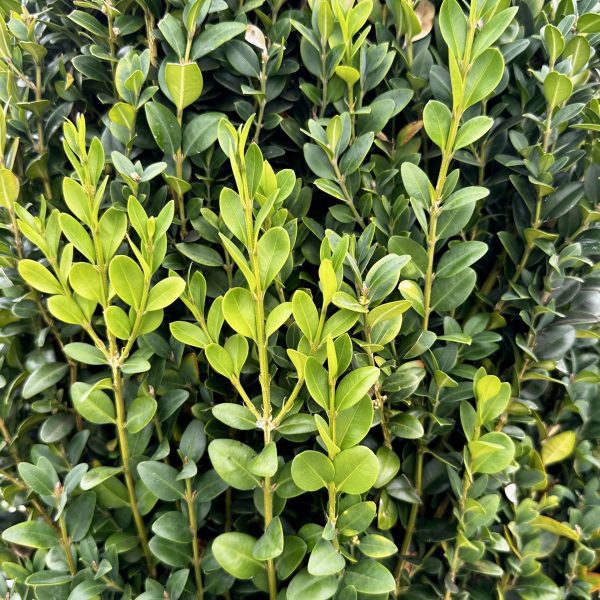 Buxus Sempervirens 'Dee Runk'