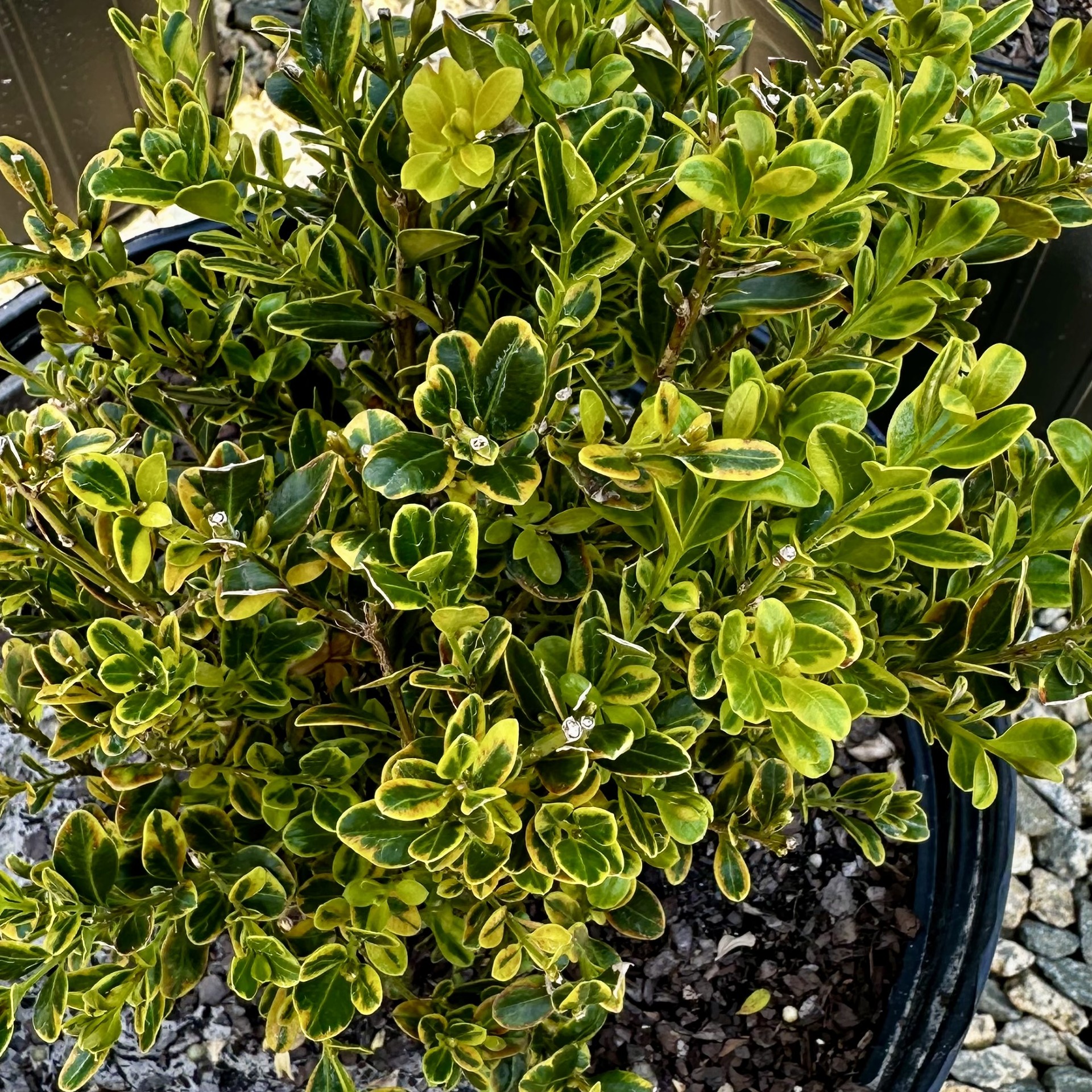 Buxus microphylla 'Peergold' Golden Dream PP16052