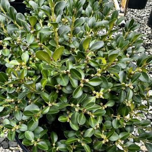 Buxus microphylla 'Green Beauty'