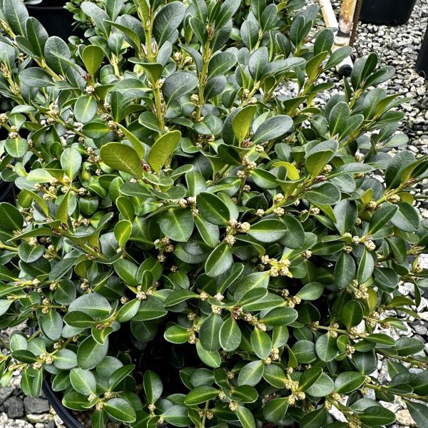 Buxus microphylla 'Green Beauty'