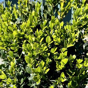 Buxus x 'Green Mountain'