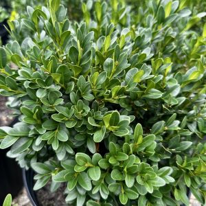 Buxus x 'Green Velvet'