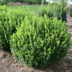 Buxus Sprinter