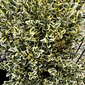 Buxus sempervirens 'Variegata'