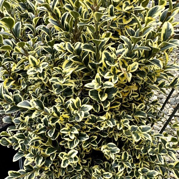 Buxus sempervirens 'Variegata'