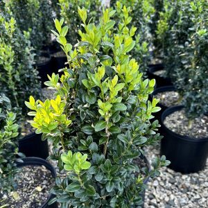 Buxus sempervirens 'Wharton Place'