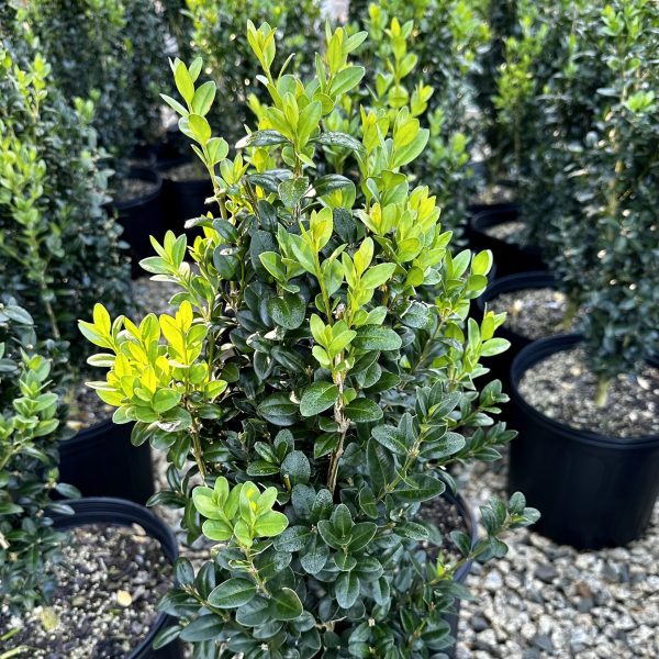 Buxus sempervirens 'Wharton Place'