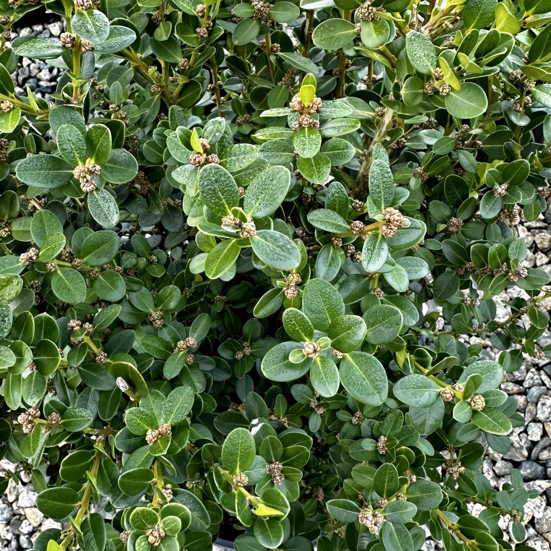 Buxus microphylla 'Winter Gem'