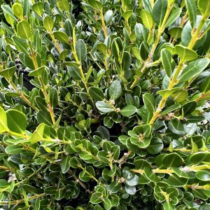 Buxus microphylla 'Wintergreen'