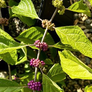 Callicarpa americana