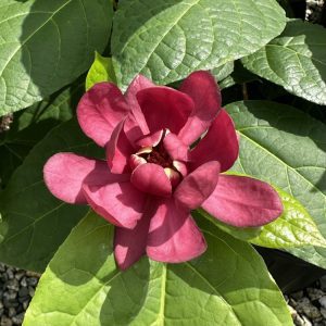 Calycanthus Hartlage Wine