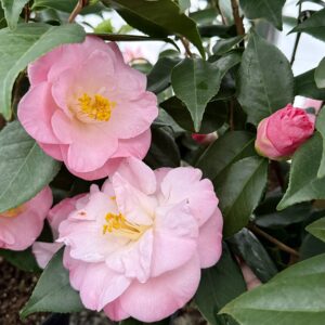 Camellia japonica 'April Remembered'