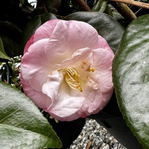 Camellia japonica 'April Remembered'