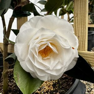 Camellia japonica 'April Snow'